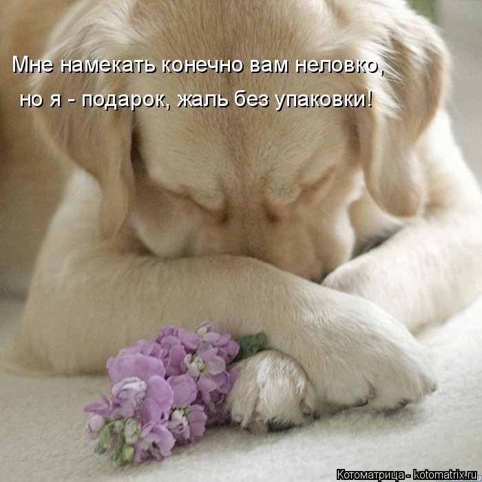 Мне намекать конечно вам неловко, но я - подарок, жаль без упаковки!... Котоматрица: Мне намекать конечно вам неловко, но я - подарок, жаль без упаковки!