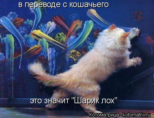 в переводе с кошачьего это значит "Шарик лох"... Котоматрица: в переводе с кошачьего это значит "Шарик лох"