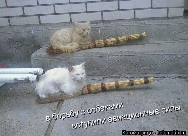 в борьбу с собаками вступили авиационные силы... Котоматрица: в борьбу с собаками вступили авиационные силы