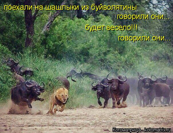 поехали на шашлыки из буйволятины говорили они... будет весело!!! говорили они...... Котоматрица: поехали на шашлыки из буйволятины говорили они... будет весело!!! говорили они...