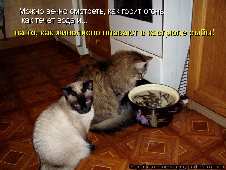 Можно вечно смотреть, как горит огонь, как течёт вода и... на то, как живописно плавают в кастрюле ры... Котоматрица: Можно вечно смотреть, как горит огонь, как течёт вода и... на то, как живописно плавают в кастрюле рыбы!