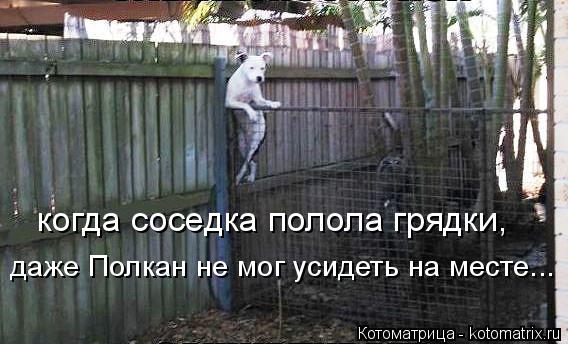 когда соседка полола грядки, даже Полкан не мог усидеть на месте...... Котоматрица: когда соседка полола грядки, даже Полкан не мог усидеть на месте...