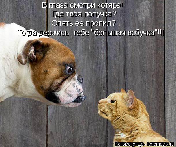 В глаза смотри котяра! Где твоя получка? Опять ее пропил? Тогда держись, тебе "большая взбучка"!!!... Котоматрица: В глаза смотри котяра! Где твоя получка? Опять ее пропил? Тогда держись, тебе "большая взбучка"!!!
