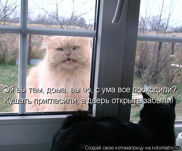 Эй вы там, дома, вы чо, с ума все посходили? Кушать пригласили, а дверь открыть забыли!... Котоматрица: Эй вы там, дома, вы чо, с ума все посходили? Кушать пригласили, а дверь открыть забыли!
