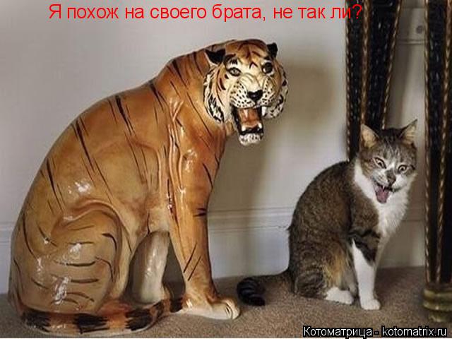 Я похож на своего брата, не так ли?... Котоматрица: Я похож на своего брата, не так ли?