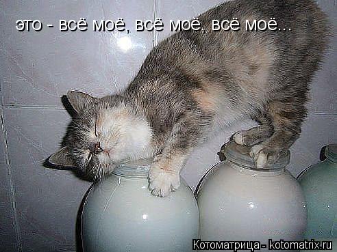 это - всё моё, всё моё, всё моё...... Котоматрица: это - всё моё, всё моё, всё моё...