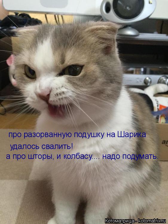 про разорванную подушку на Шарика удалось свалить! а про шторы, и колбасу.... надо подумать.... Котоматрица: про разорванную подушку на Шарика удалось свалить! а про шторы, и колбасу.... надо подумать.