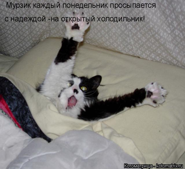 Мурзик каждый понедельник просыпается с надеждой -на открытый холодильник!... Котоматрица: Мурзик каждый понедельник просыпается с надеждой -на открытый холодильник!