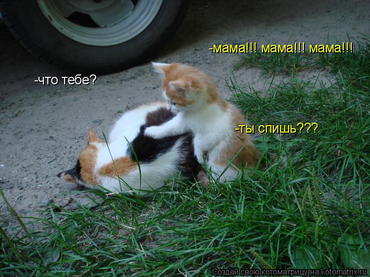-мама!!! мама!!! мама!!! -что тебе? -ты спишь???... Котоматрица: -мама!!! мама!!! мама!!! -что тебе? -ты спишь???