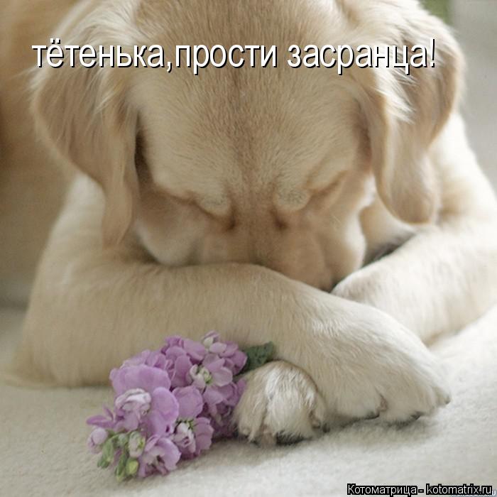 тётенька,прости засранца!... Котоматрица: тётенька,прости засранца!
