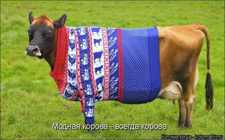 Модная корова - всегда корова... Котоматрица: Модная корова - всегда корова