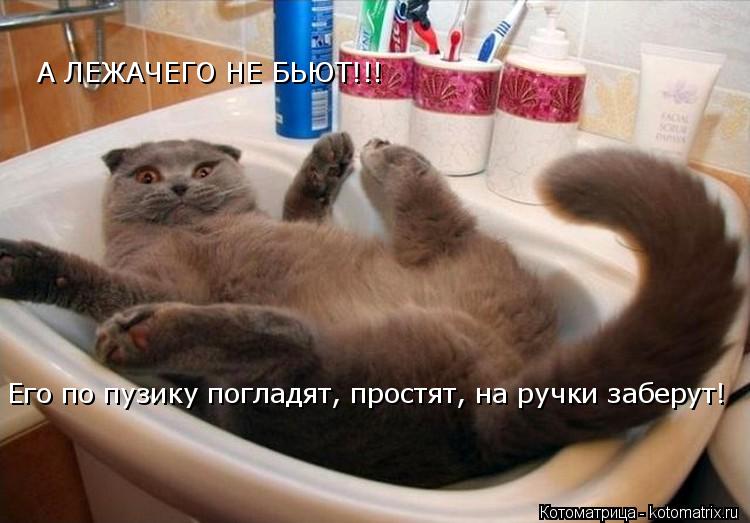 А ЛЕЖАЧЕГО НЕ БЬЮТ!!! Его по пузику погладят, простят, на ручки заберут!... Котоматрица: А ЛЕЖАЧЕГО НЕ БЬЮТ!!! Его по пузику погладят, простят, на ручки заберут!