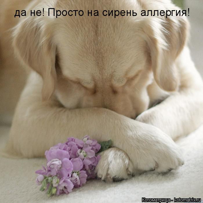 да не! Просто на сирень аллергия!... Котоматрица: да не! Просто на сирень аллергия!