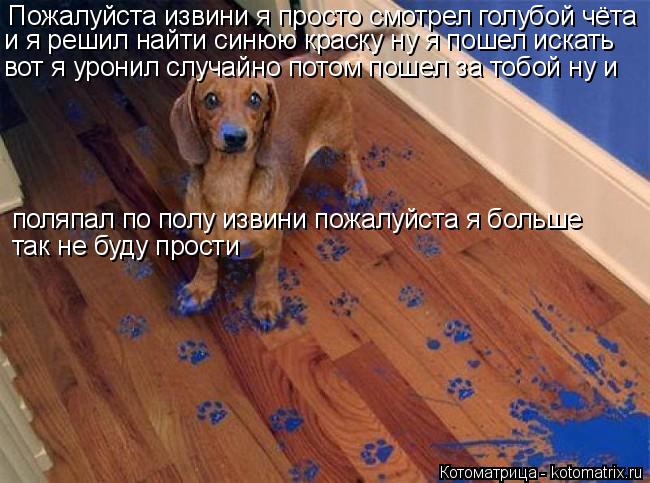 Пожалуйста извини я просто смотрел голубой чёта и я решил найти синюю краску ну я пошел искать вот ... Котоматрица: Пожалуйста извини я просто смотрел голубой чёта и я решил найти синюю краску ну я пошел искать вот я уронил случайно потом пошел за тобой н