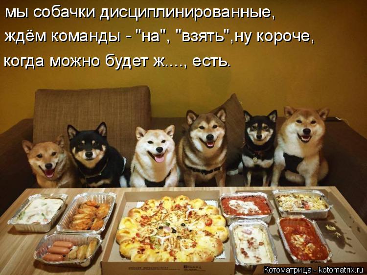 мы собачки дисциплинированные, ждём команды - "на", "взять",ну короче, когда можно будет ж...., есть.... Котоматрица: мы собачки дисциплинированные, ждём команды - "на", "взять",ну короче, когда можно будет ж...., есть.