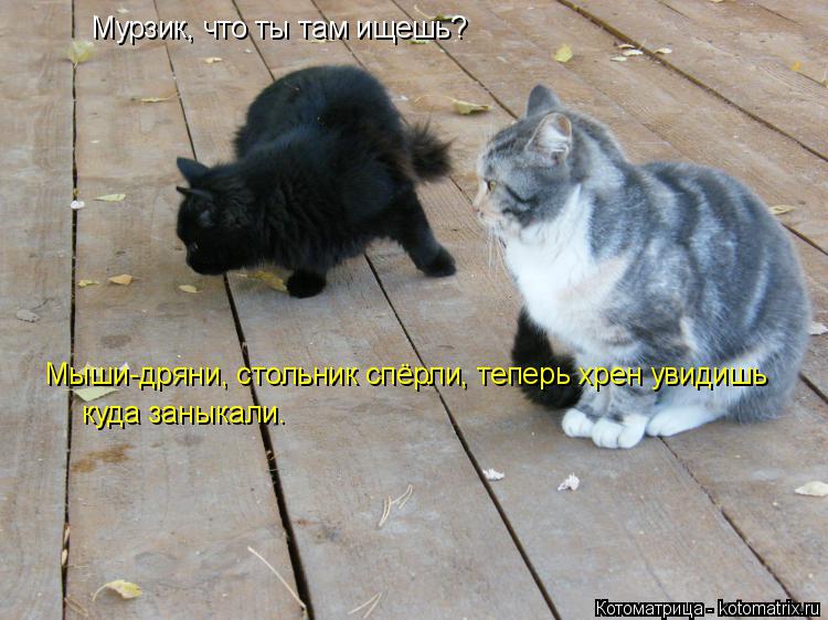 Мурзик, что ты там ищешь? Мыши-дряни, стольник спёрли, теперь хрен увидишь куда заныкали.... Котоматрица: Мурзик, что ты там ищешь? Мыши-дряни, стольник спёрли, теперь хрен увидишь куда заныкали.