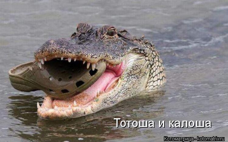 Тотоша и калоша... Котоматрица: Тотоша и калоша