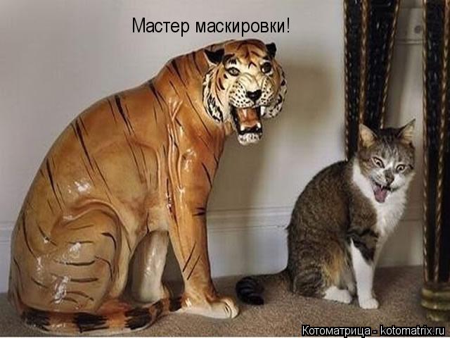 Мастер маскировки!... Котоматрица: Мастер маскировки!