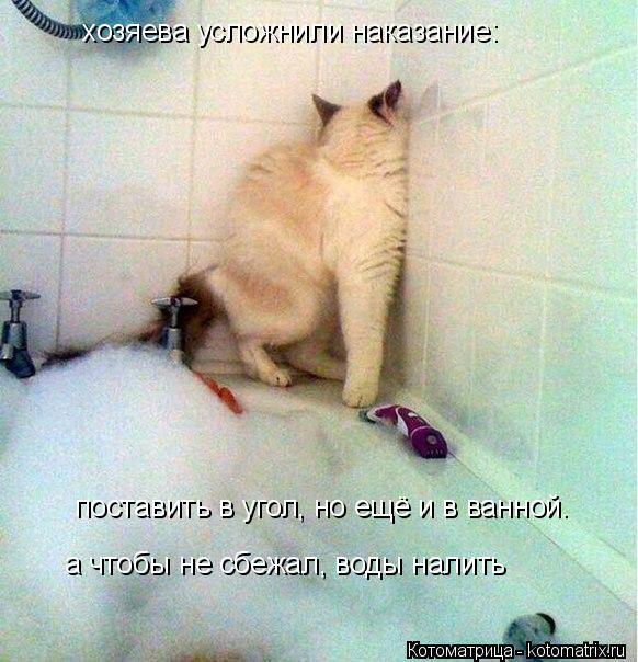 хозяева усложнили наказание: поставить в угол, но ещё и в ванной. а чтобы не сбежал, воды налить... Котоматрица: хозяева усложнили наказание: поставить в угол, но ещё и в ванной. а чтобы не сбежал, воды налить