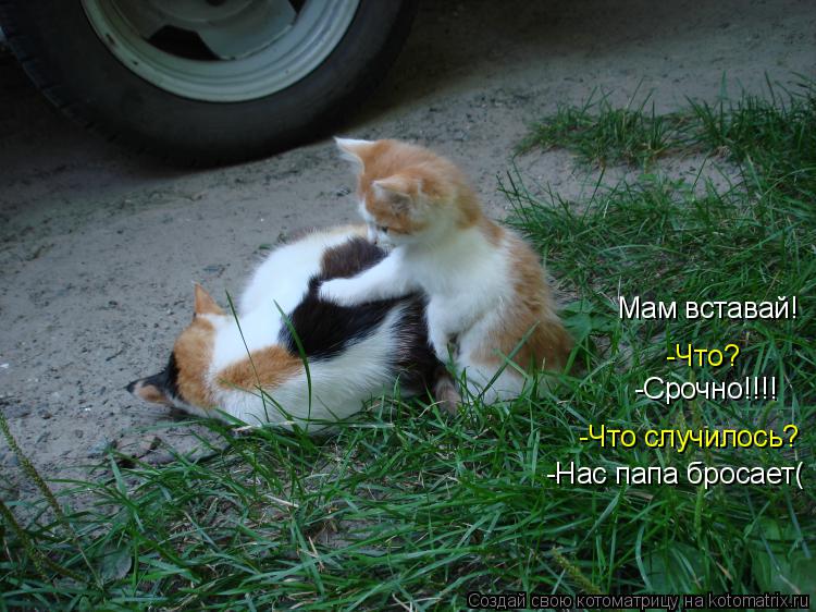 Мам вставай! -Что? -Срочно!!!! -Что случилось? -Нас папа бросает(... Котоматрица: Мам вставай! -Что? -Срочно!!!! -Что случилось? -Нас папа бросает(
