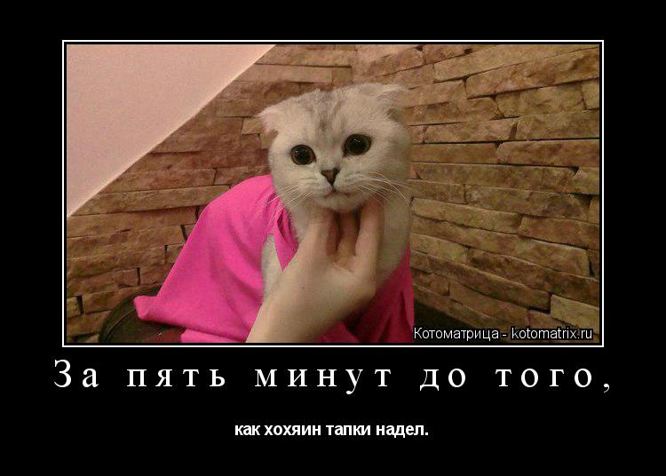 За пять минут до того, как хохяин тапки надел.... Котоматрица: За пять минут до того, как хохяин тапки надел.