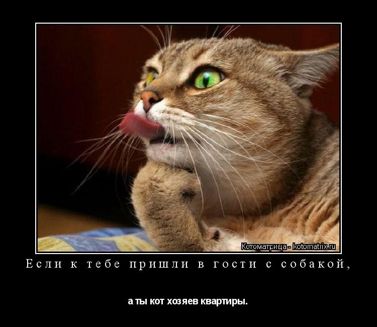 Если к тебе пришли в гости с собакой, а ты кот хозяев квартиры.... Котоматрица: Если к тебе пришли в гости с собакой, а ты кот хозяев квартиры.