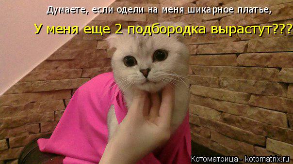 Думаете, если одели на меня шикарное платье, У меня еще 2 подбородка вырастут???... Котоматрица: Думаете, если одели на меня шикарное платье, У меня еще 2 подбородка вырастут???