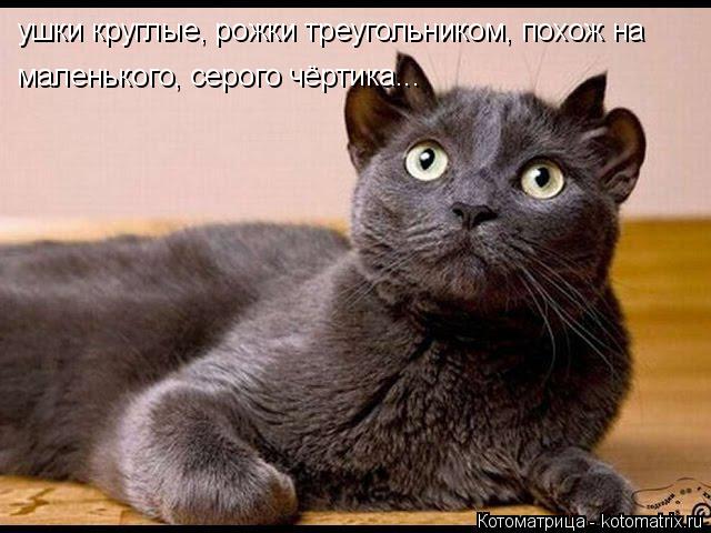 ушки круглые, рожки треугольником, похож на маленького, серого чёртика...... Котоматрица: ушки круглые, рожки треугольником, похож на маленького, серого чёртика...