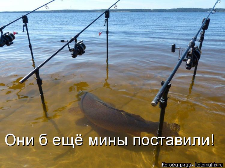 Они б ещё мины поставили!... Котоматрица: Они б ещё мины поставили!