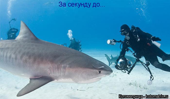 За секунду до...... Котоматрица: За секунду до...