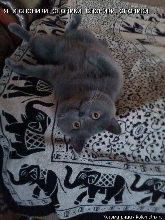 я, и слоники, слоники, слоники, слоники...... Котоматрица: я, и слоники, слоники, слоники, слоники...