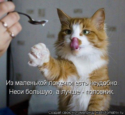 Из маленькой ложечки есть неудобно. Неси большую, а лучше - половник.... Котоматрица: Из маленькой ложечки есть неудобно. Неси большую, а лучше - половник.