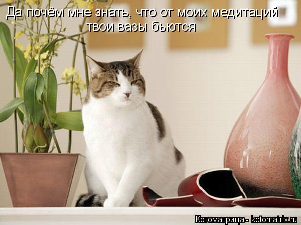 Да почём мне знать, что от моих медитаций твои вазы бьются... Котоматрица: Да почём мне знать, что от моих медитаций твои вазы бьются
