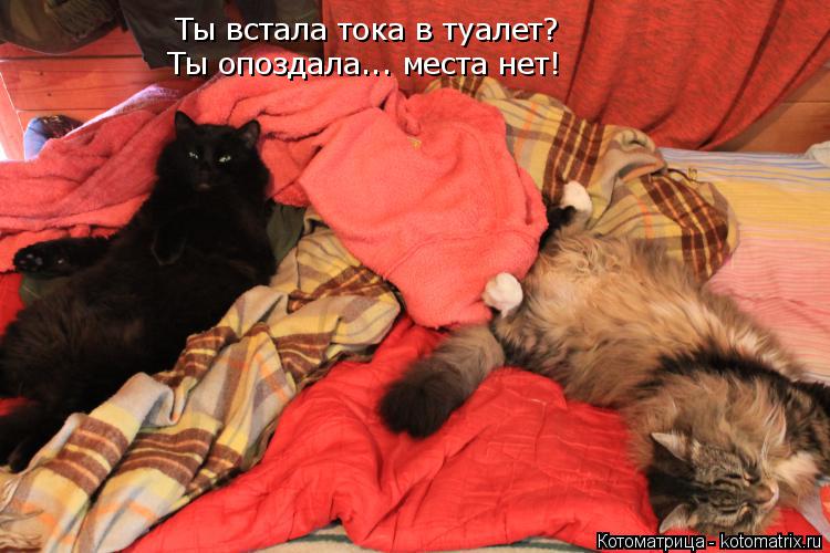 Ты встала тока в туалет? Ты опоздала... места нет!... Котоматрица: Ты встала тока в туалет? Ты опоздала... места нет!