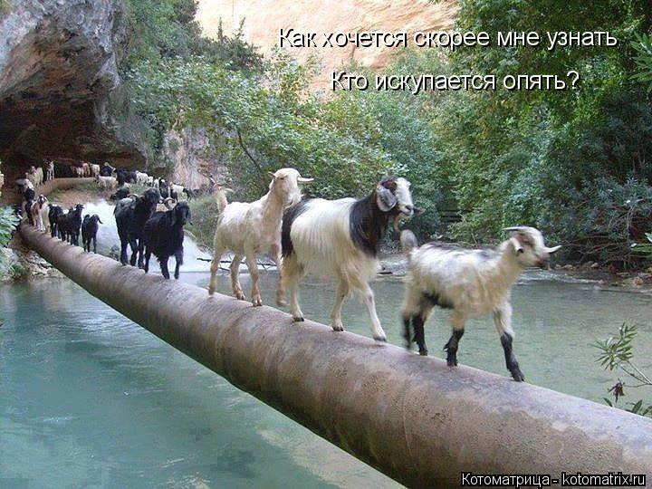 Как хочется скорее мне узнать Кто искупается опять?... Котоматрица: Как хочется скорее мне узнать Кто искупается опять?