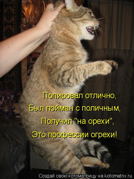 Попировал отлично, Был пойман с поличным, Получил "на орехи", Это профессии огрехи!... Котоматрица: Попировал отлично, Был пойман с поличным, Получил "на орехи", Это профессии огрехи!
