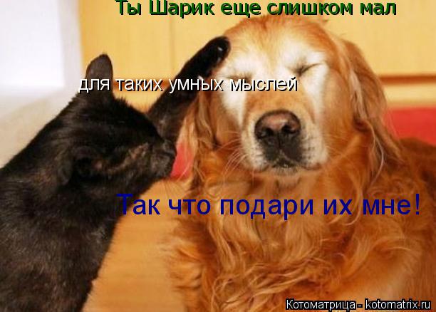 Ты Шарик еще слишком мал для таких умных мыслей Так что подари их мне!... Котоматрица: Ты Шарик еще слишком мал для таких умных мыслей Так что подари их мне!