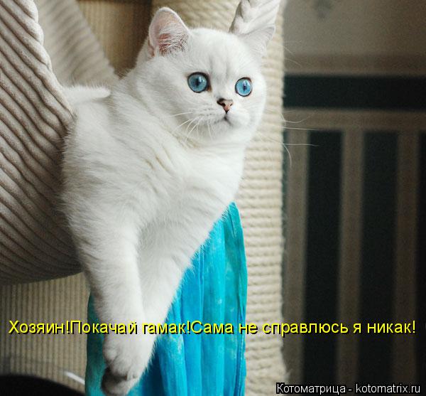 Хозяин!Покачай гамак!Сама не справлюсь я никак!... Котоматрица: Хозяин!Покачай гамак!Сама не справлюсь я никак!