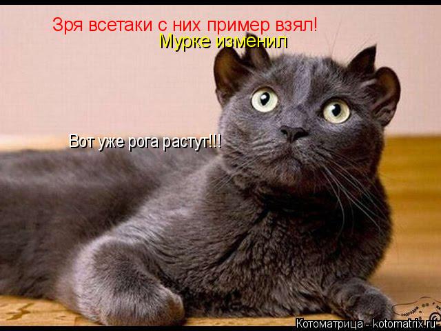 Зря всетаки с них пример взял! Мурке изменил Вот уже рога растут!!!... Котоматрица: Зря всетаки с них пример взял! Мурке изменил Вот уже рога растут!!!