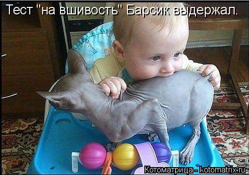 Тест "на вшивость" Барсик выдержал.... Котоматрица: Тест "на вшивость" Барсик выдержал.