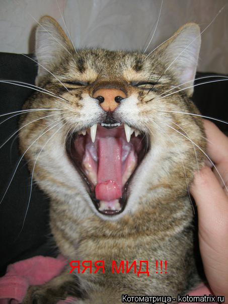 ЯЯЯ МИД !!!... Котоматрица: ЯЯЯ МИД !!!