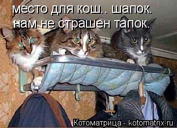 Котоматрица: место для кош.. шапок. нам не страшен тапок.