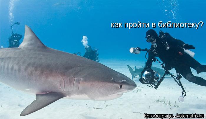 как пройти в библиотеку?... Котоматрица: как пройти в библиотеку?
