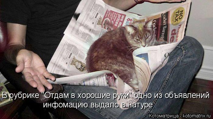 Котоматрица: В рубрике "Отдам в хорошие руки" одно из объявлений инфомацию выдало в натуре