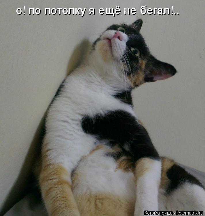 о! по потолку я ещё не бегал!..... Котоматрица: о! по потолку я ещё не бегал!..