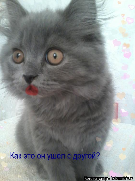 Как это он ушел с другой?... Котоматрица: Как это он ушел с другой?