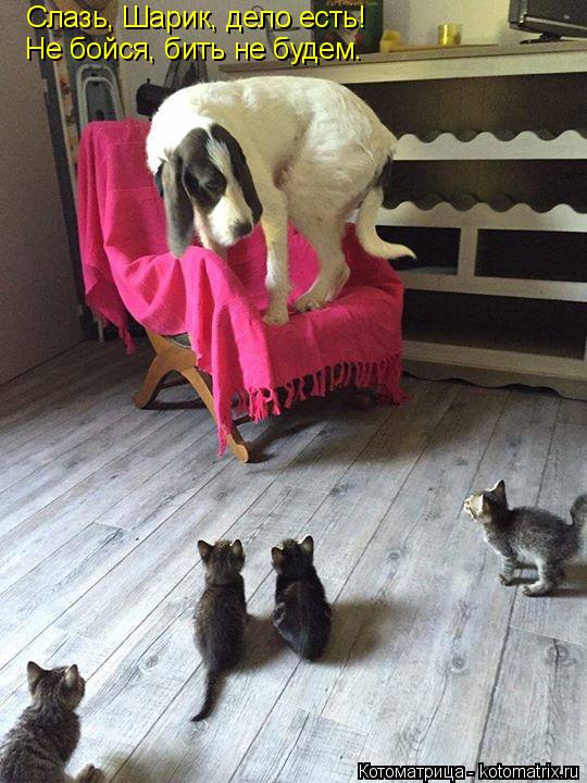 Слазь, Шарик, дело есть! Не бойся, бить не будем.... Котоматрица: Слазь, Шарик, дело есть! Не бойся, бить не будем.