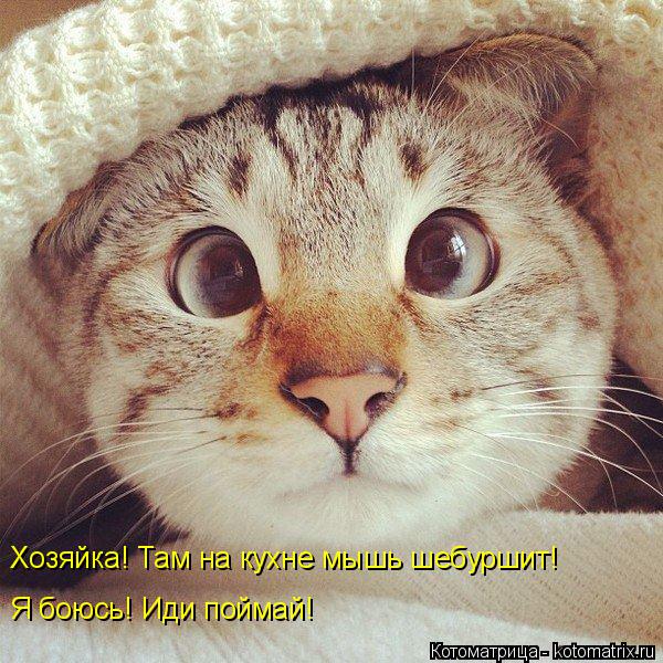 Я боюсь! Иди поймай! Хозяйка! Там на кухне мышь шебуршит!... Котоматрица: Я боюсь! Иди поймай! Хозяйка! Там на кухне мышь шебуршит!