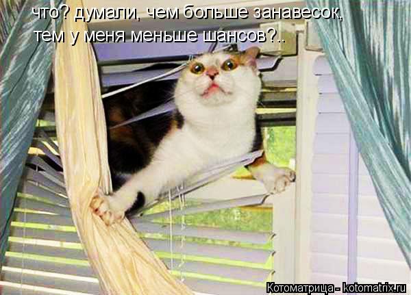 что? думали, чем больше занавесок, тем у меня меньше шансов?..... Котоматрица: что? думали, чем больше занавесок, тем у меня меньше шансов?..
