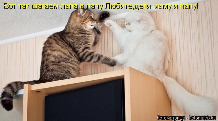 Вот так шагаем лапа в лапу!Любите,дети маму и папу!... Котоматрица: Вот так шагаем лапа в лапу!Любите,дети маму и папу!